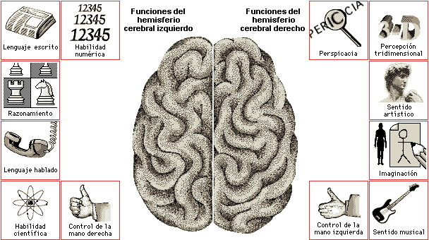 hemisferios-cerebrales-lengua-materna-2