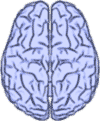 hemisferios-cerebrales-lengua-materna-7