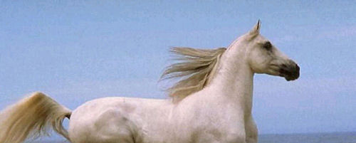 caballo-blanco