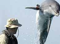 Uno de los delfines usados por el ejército de EEUU en aguas del Golfo Pérsico.