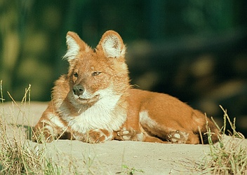 cuon-dhole-dole-perro-rojo