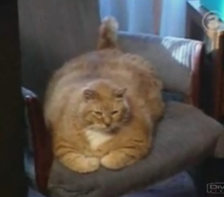 gato mas gordo mundo