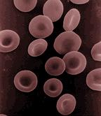 globulos-red-blood-cells-rojos