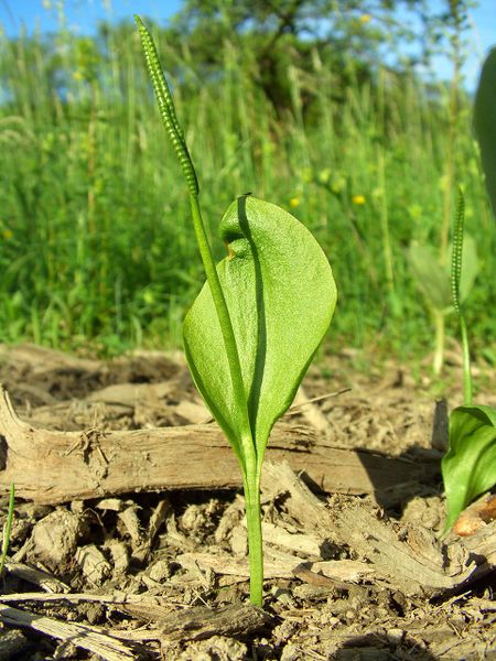 ophioglossum_vulgatum_saarland_01