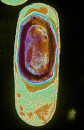 organismo-10-bacteria-mas-antigua