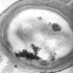 organismo-11-bacteria-250-millones-anos