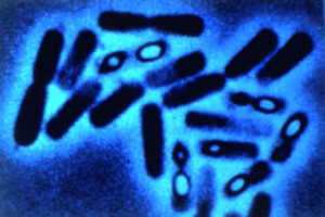 organismo-12-bacillus