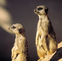 Suricatas (Suricata suricatta)