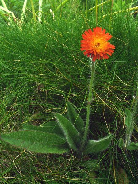 Vellosilla (Hieracium aurantiacum o Aurantiaca de Pilosella)