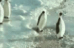 animales-graciosos-pinguinos