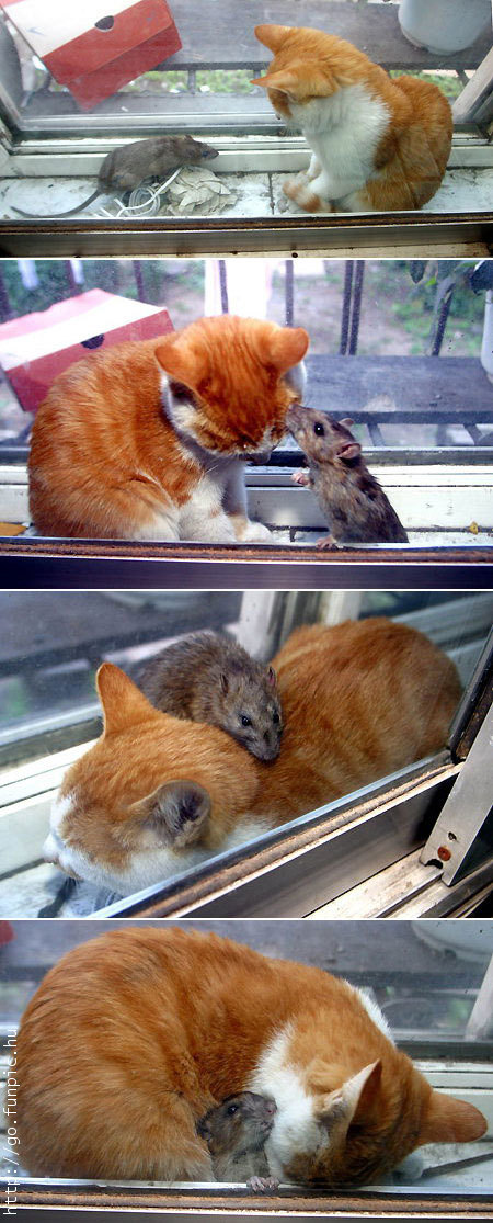 cat-gato-raton-mouse