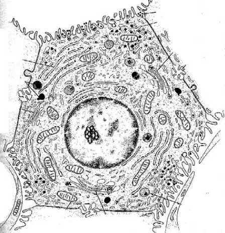 celula-hepatocito-intestino