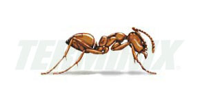 hormiga-argentina