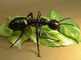 hormiga-comiendo
