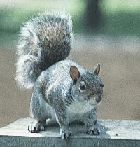 plagas-ardilla-gris-grey-squirrel