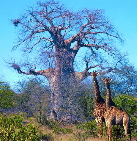 jirafa-baobab