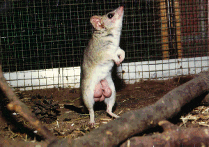 raton marsupial pardo