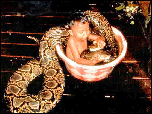 sorprendente imagen serpiente