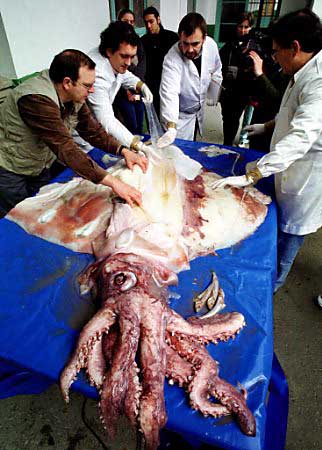 calamar-gigante-octopus