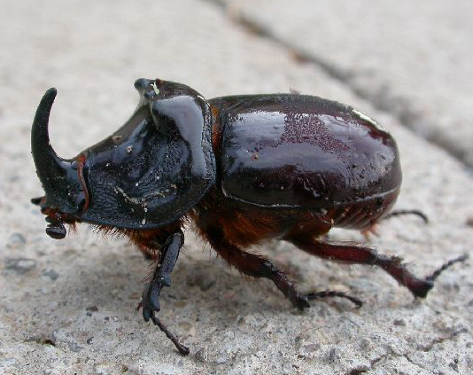 oryctes-nasicornis-escarabajo