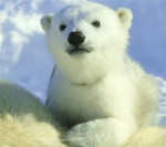 oso-polar-bear-cachorro