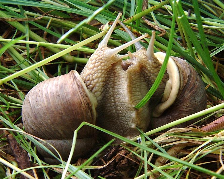 caracoles helix-pomatia-copulation