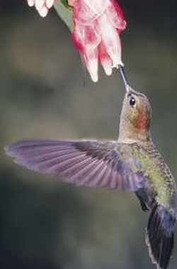 colibri volando volar