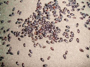 murcielago insectos cucarachas
