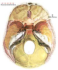 silla-turca-hipofisis-cerebro-craneo