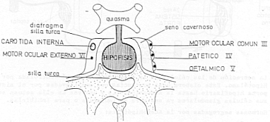 silla-turca-hipofisis-cerebro-esquema