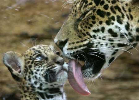 animales cachorros leopardo