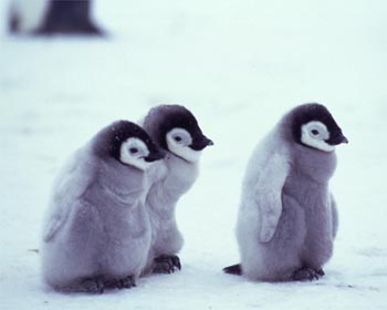 animales cachorros pinguinos