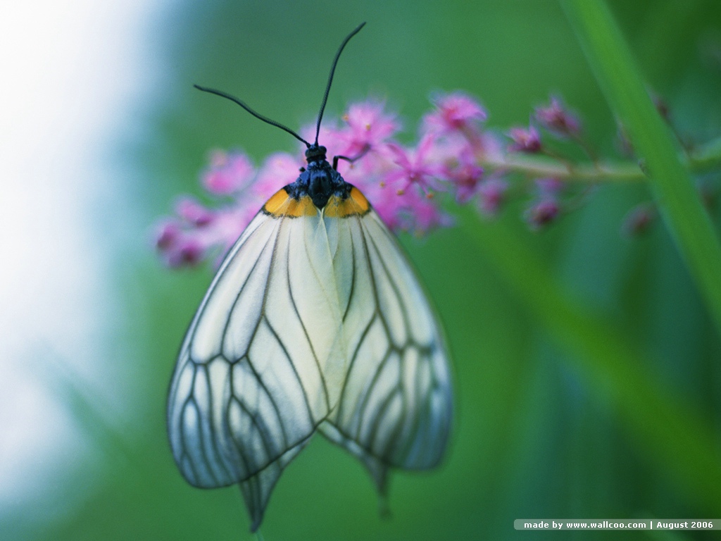imagenes-fotos-fondos-wallpapers-mariposas