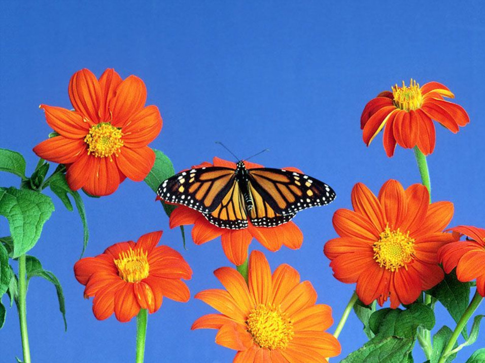 imagenes-fotos-fondos-wallpapers-mariposas