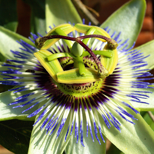 maracuya-pasion-flor-passiflora