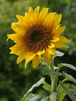 flor tropismo girasol sunflower