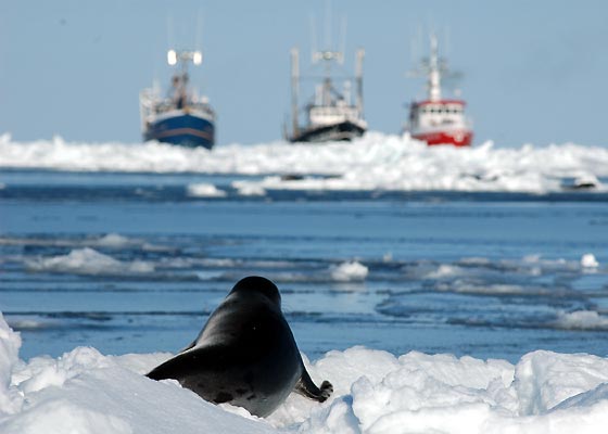 focas-canada-caza-matanza