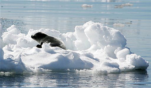 focas-canada-caza-matanza