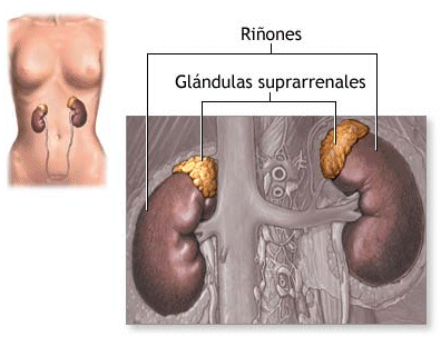 suprarrenal rinon
