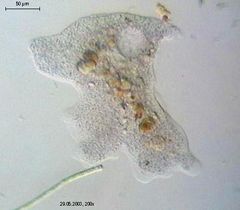ameba unicelular