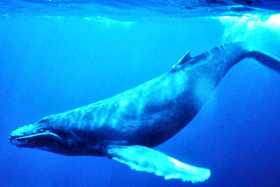 ballena mamifero animal marino