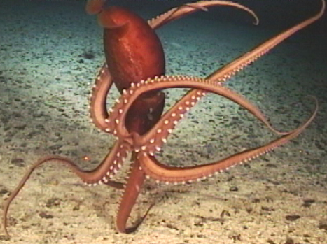 calamar gigante animal