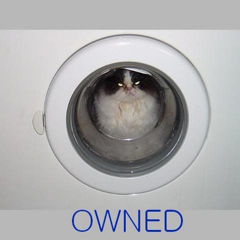 owned-gato-lavadora