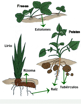 rizomas-tuberculos-patata-fresa-lirio-raiz-bulbos-plantas