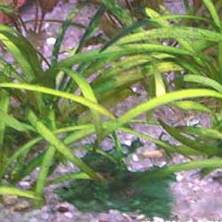 alga-marina