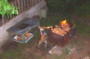 animales-comer-comiendo-perro-barbacoa