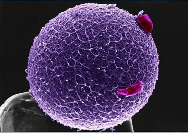 cuerpo-humano-microscopio-ovulo