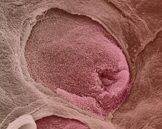 cuerpo-humano-microscopio-papila-gustativa