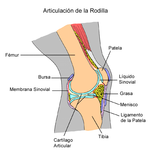 sinovial-dedos-tronar-rodilla-knee-joint