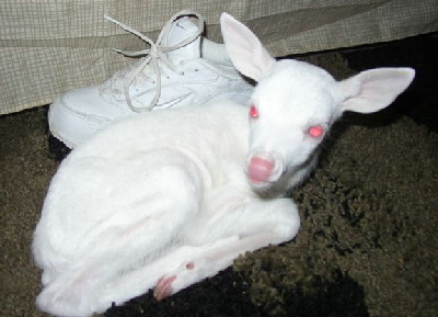 albino-oveja-albina